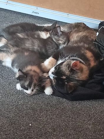 Kittens for sale