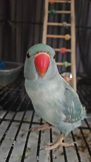 Indian ring neck for sale