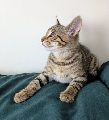 Super child friendly Bengal kittens boy and girl