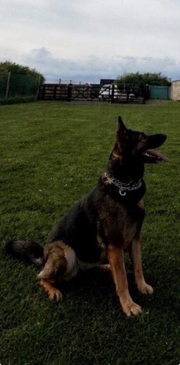 German shepherd x mali