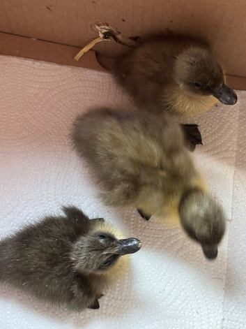 3 (4 ;day old calls ) unsexed