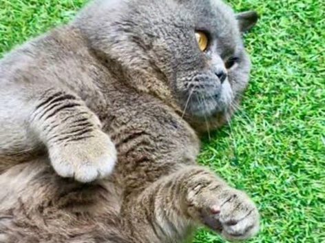 Kitten