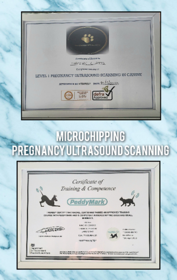 MOBILE Microchipping and Confirmation of Pregnancy ultrasound scanning for dogs,cats,all small animals