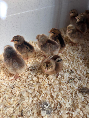Cream crested legbars