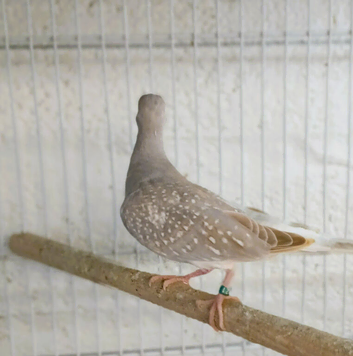 Dimond Doves available 2026 closed rings