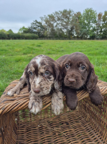 Cocker spaniel puppies
