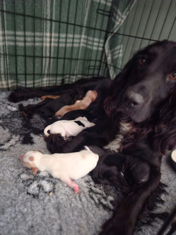 7 adorable Sprocker Puppies