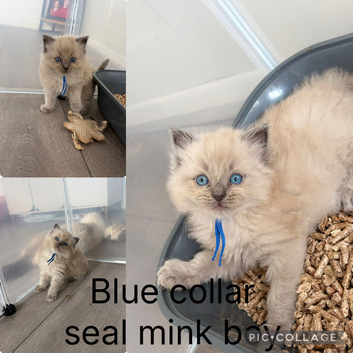3 left ragdoll kittens