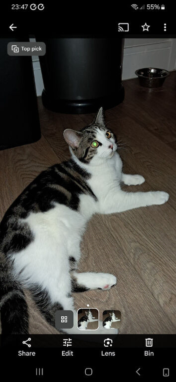 Cat for rehoming