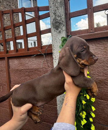 For sale chocolate 8weeks old boy