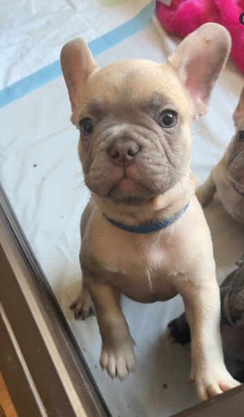 Meet Blue, our handsome French Bulldog boy!