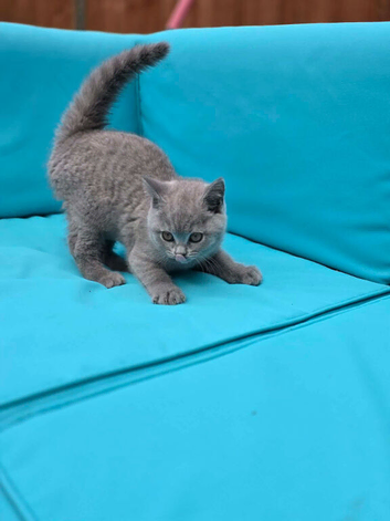 Beautiful British shorthair kittens
