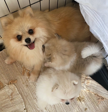 SNOW WIHTE POMERANIAN FOR SALE