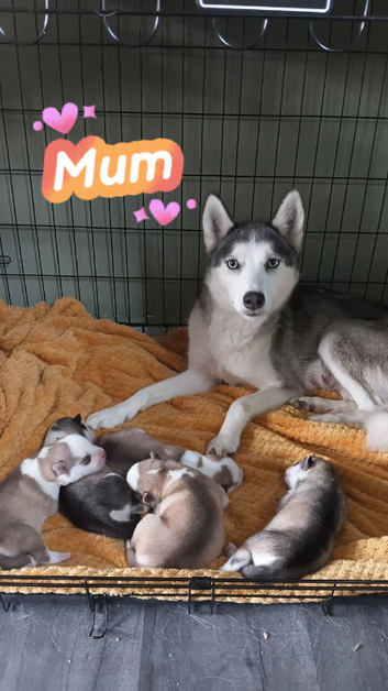 Pure breed siberian husky puppys