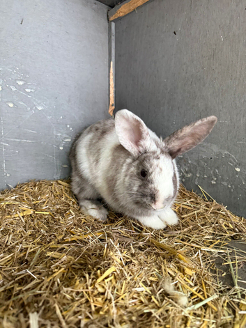 Violet 4 month old mini lop