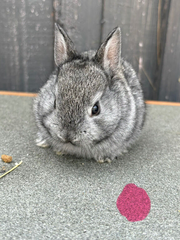 Netherland x lionheads