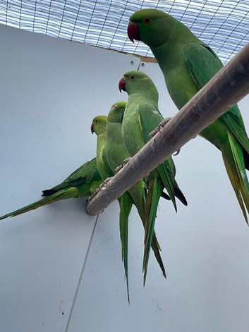 Ring necks for sale