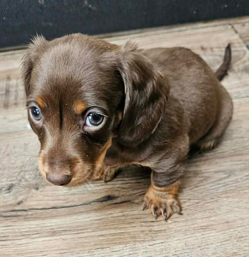 6 beautiful miniature dachshunds