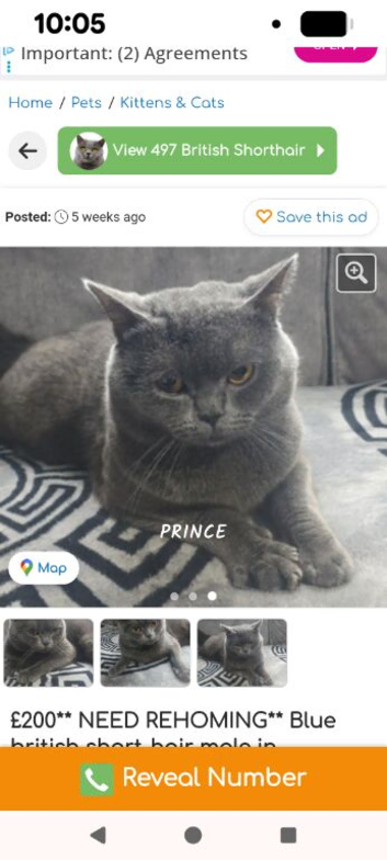 British short hair blue male