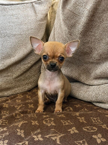 Lovely pups ready for their new homes now,
