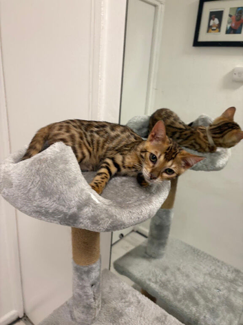Stunning Brown Bengal Kittens (16 Weeks) &ndash; Quick Sale Due to Home Renovations