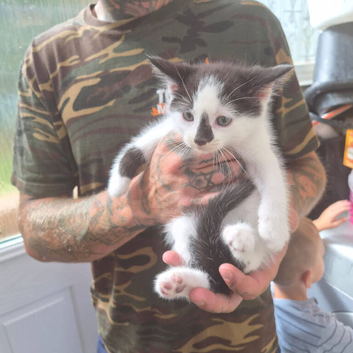 2 kittens 9 weeks old