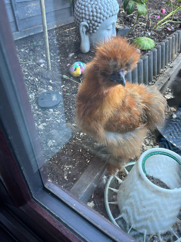 Silkie cockerel