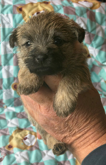 Beautiful cairn terrier puppies