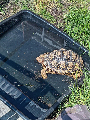 Beautiful leopard tortoise