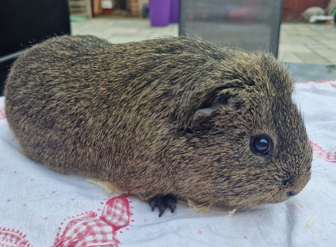 Adult boar