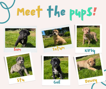 Great Dane x Mastiff Puppies