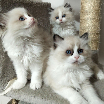 Fluffy