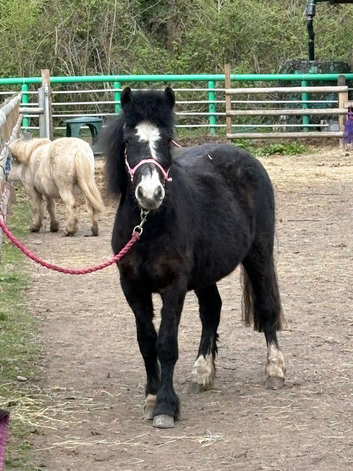 Stunning 2 year old gelding