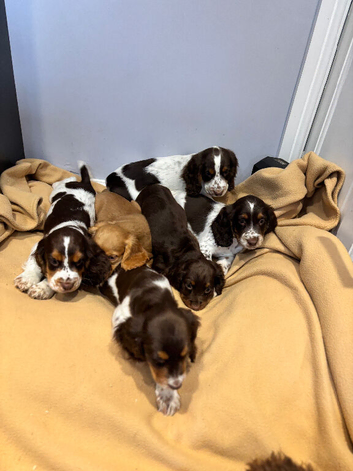Cocker spaniel puppies