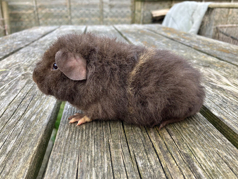 Teddy boars