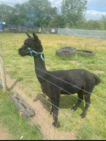 Male & female alpacas