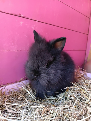 Lionhead black female