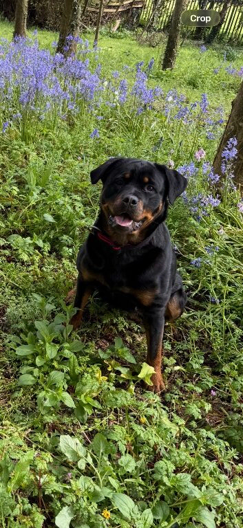 Male puppy Rottweiler