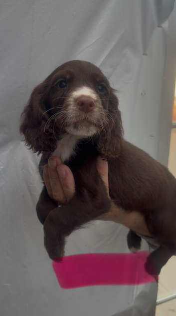 Working cocker spaniel pups for sale