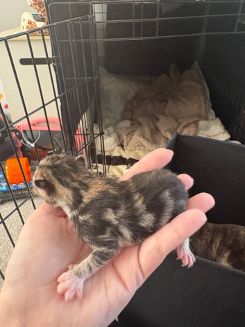 New kittens day old