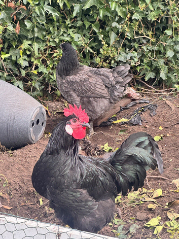 Rooster for Sell