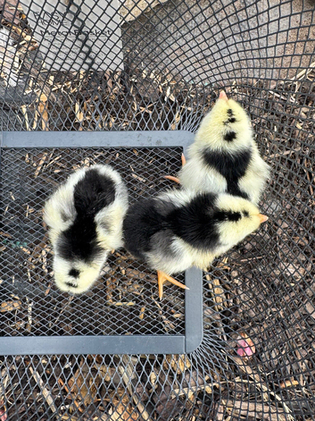3 unsexed Exchequer Leghorn chicks