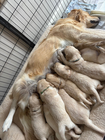Golden retriever puppy
