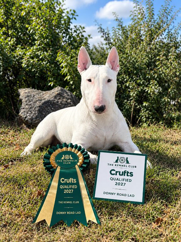 KC English Bull Terrier