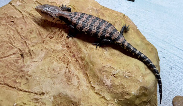 Blue Tongue Skink