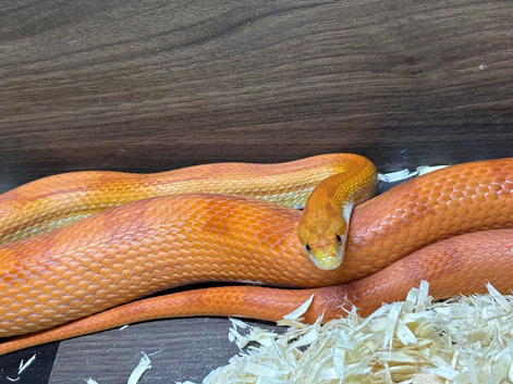 Amel cornsnake