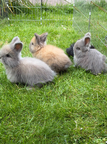 Beautiful Angora Baby Rabbits &ndash; Ready Now