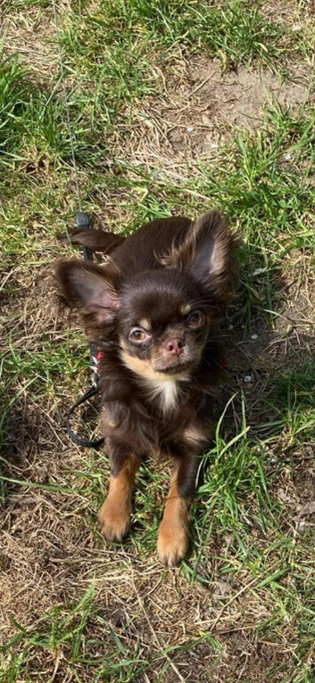 Chihuahua male