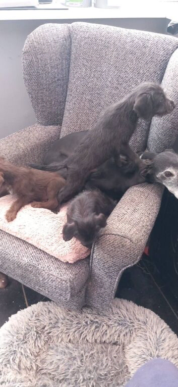 Bedlington whippet pups