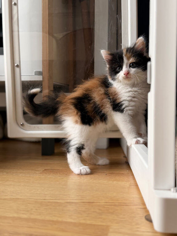 Maine coon x ragdoll x fluffy longhaired kittens